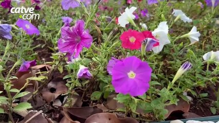 Sábado com predomínio de sol e máxima de 30°C em Cascavel