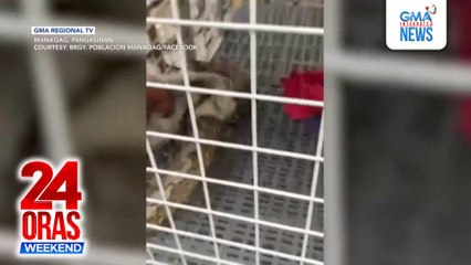 8 ft. na sawa, nahuli sa loob ng kusina | 24 Oras Weekend