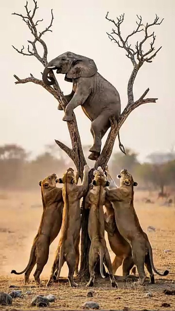 ⁣Amazing animals love #best #animals (4)