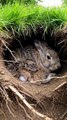 so pity rabbit #love #amazing #poor (1)