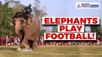 Elephants Play Football; Nepal’s Mammoth Festival Draws Global Attention