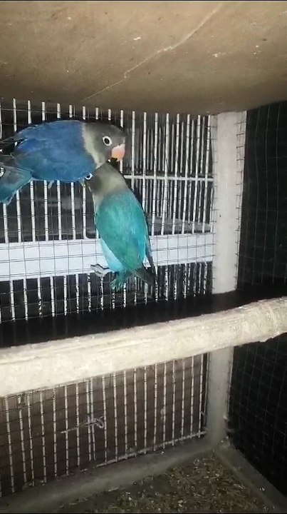 #parrot #parrots #parrottalking #parrotvideo #parrotlover #lovebirds #lovebirdsfarming #lovebird