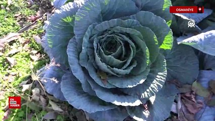 Osmaniye'de hobi olarak lahana yetiştirmeye başladı gelir kapısı oldu