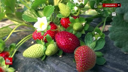 Şanlıurfa'da 'Çilek yetişmez' denilen topraklarda üretimini 60 dekara çıkardı