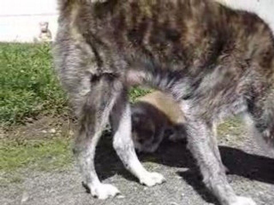 Akita inu chiots 1ère sortie