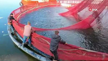 Bozkırın ortasında yetişiyor! Tonlarcası Rusya ve Japonya'ya gönderiliyor