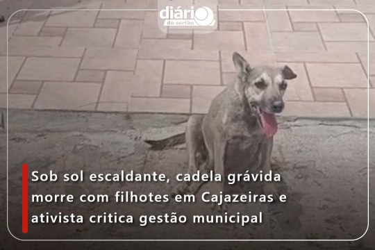 Sob sol escaldante, cadela grávida morre com filhotes em Cajazeiras e ativista critica gestão municipal