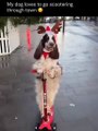 Santa's Little Scoot-Deer! 🦌 Dog on Scooter Steals the Show