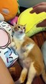 Funny reaction of cats. Funny Cats Movements For Cat lovers. Must Watch