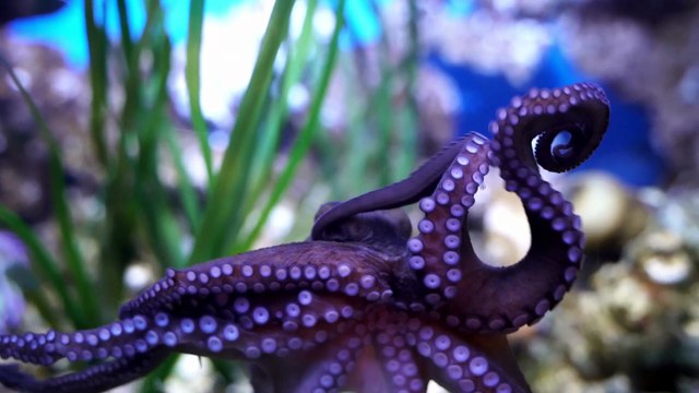 Wild octopus swim underwater in mediterranean sea octopuses swimming in slow motion