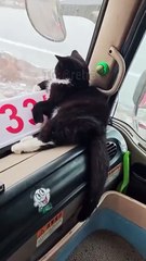 Ce chat adore les routes pleines de dos d'ânes