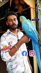 ഇണങ്ങിയ മക്കാവു തത്തയെ ആർക്കാണ് ഇഷ്ടം ആവാത്തത്? 😍 | Fully Tamed Macaw Parrot | Exotic Birds | Pets