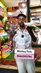 ഇണങ്ങിയ കൊക്കട്ടേയിലുകൾ  ഇഷ്ടം ഉള്ളവർ ഉണ്ടോ? | Fully Tamed Cockatiels | Tamed Birds| Birds Lover