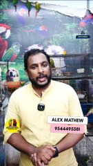 DNA കൺഫോം ചെയ്ത യെല്ലോ സൈഡഡ് കൊന്യൂർ ജോഡി | Yellow sided Conure Pair | Fairland Pets  - 9544495581