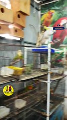 ആഫ്രിക്കൻ ലവ് ബേർഡ്സ് ഫിഷർ വെറൈറ്റിസ് | African love Birds Pairs | Fairland Pets ,Ph no - 9544495581