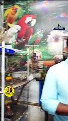 ആഫ്രിക്കൻ ലവ് ബേർഡ്സ് ഫിഷർ വെറൈറ്റിസ് | African love Birds Pairs | Fairland Pets ,Ph no - 9544495581