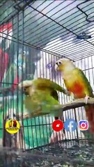 പൈൻ ആപ്പിൾ കൊന്യൂർ ജോഡി | DNA confirmed Pine apple conure Pair | Fairland Pets ,Ph no - 9544495581