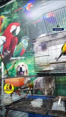 സൺ‌ കൊന്യൂർ ബ്രീഡിങ് പെയർ| Sun Conure Breeding Pair | Fairland Pets ഫോൺ നമ്പർ - 9544495581