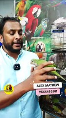 ഇണങ്ങിയ മോങ്ക് പാരറ്റ് | Fully Tamed monk Parrot | Fairland Pets Phone  Number -  9544495581  #birds