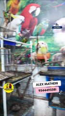 അടിപൊളി ഗ്രീൻ മോങ്ക് പാരറ്റുകൾ | Green Monk Parrot Pair | Fairland Pets Phone  Number - 9544495581