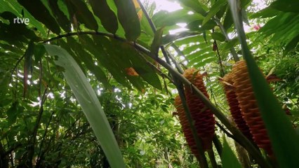 Profesiones salvajes - Músicos