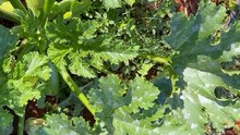 Zucchini in the open field