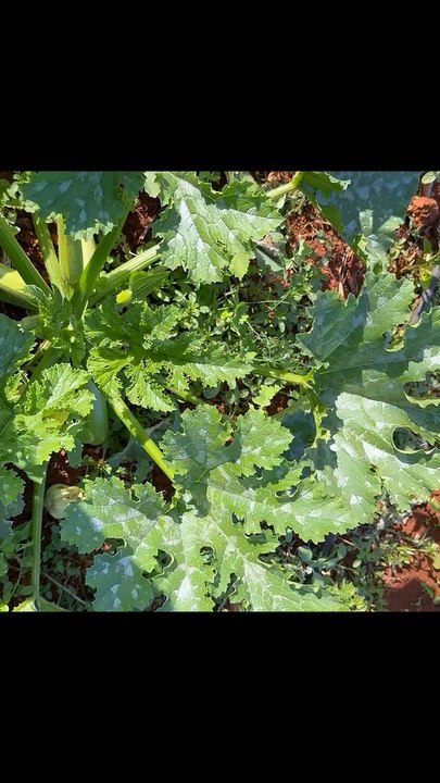 Zucchini in the open field