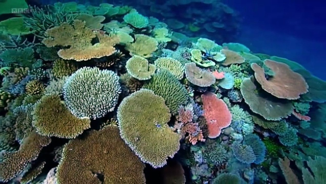 Microworlds 08of13 Great Barrier Reef