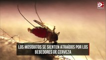 Los mosquitos se sienten atraídos por los bebedores de cerveza