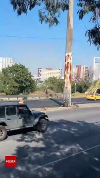 El poste de Morones Prieto que fue impactado dos veces en 24 horas: ¿un punto de riesgo vial en Monterrey?