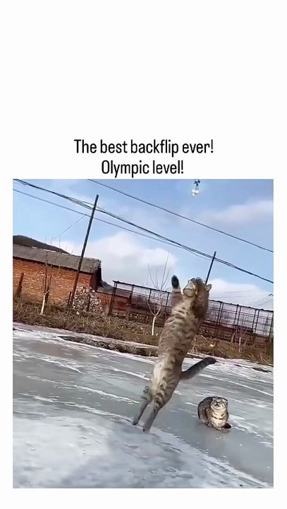 Brave Cat Catch food 😯