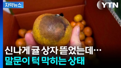 [자막뉴스] '못난이 귤'이라더니...어처구니없는 피해 사례 속출 / YTN