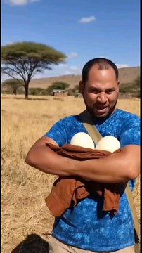 Estaba intentando robarme huevos de avetruz en Burkina faso🥚🤣#chistes #humor #avetruz#burkinafaso