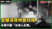 宜蘭深夜地震狂搖！水豚示範「台灣人反應」畫面曝光笑翻全網