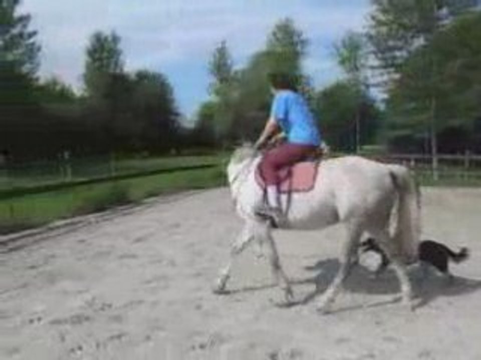 Lolo73 et Lemon - Flexions latérales au trot