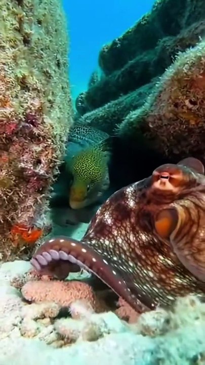 GIANT OCTOPUS VS GIANT EEL