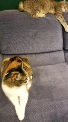 Here we see the difference between couch enjoyers and couch enthusiasts. | #SparklegleamFarm #Cory #Elsie #farm #LadyChunkerella #cats #catlovers #cute