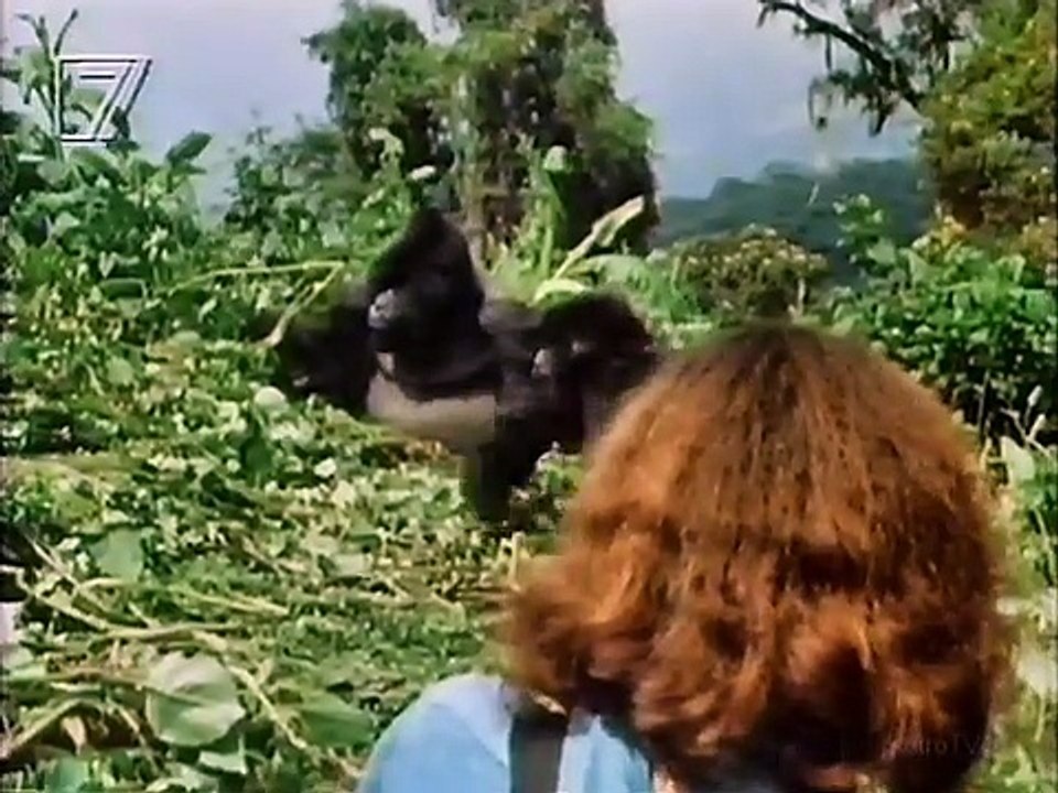 Im Reich der wilden Tiere - Berggorillas Dian Fossey