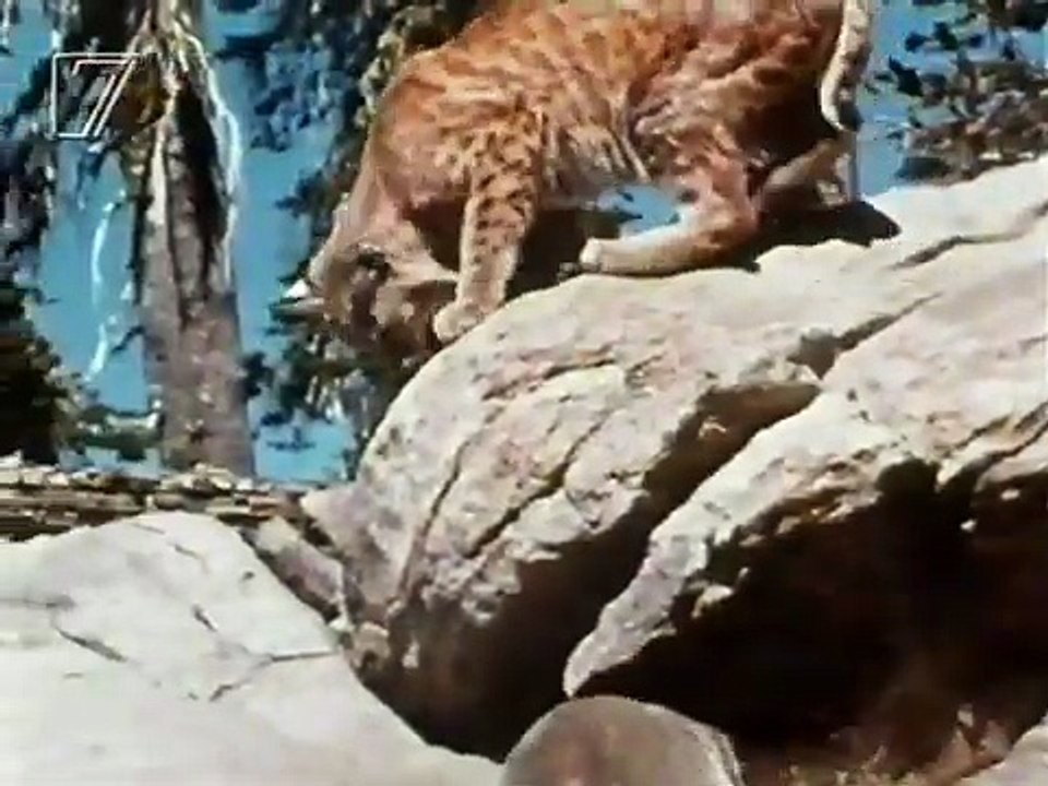 Im Reich der wilden Tiere - das Geheimnis von Rock Ridge