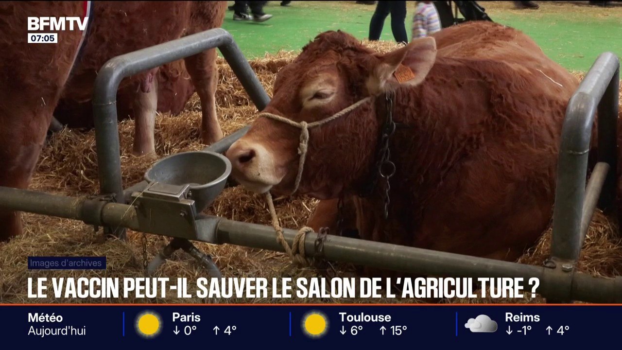 Malgré le vaccin contre la dermatose nodulaire contagieuse, les éleveurs sceptiques sur le fait d'emmener des vaches au Salon de l'agriculture