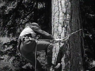 Have Gun Will Travel - S2xE38 - The Haunted Trees