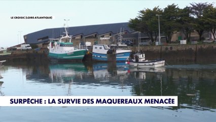 Surpêche des maquereaux : de nouvelles restrictions à venir
