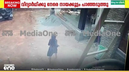 കോഴിക്കോട് അരൂരിൽ വിദ്യാർഥിക്ക് നേരെ തെരുവുനായ ആക്രമണം; വിദ്യാർഥി ഓടി രക്ഷപ്പെട്ടു