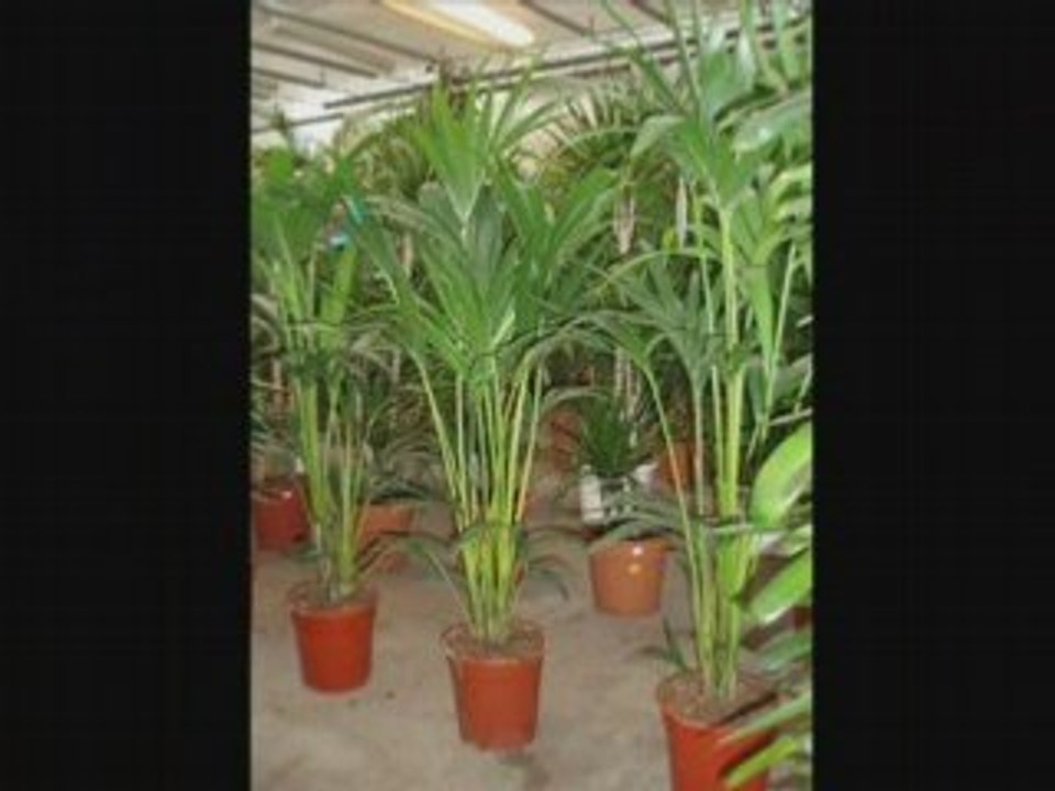Pot plants decorated with flowers and leaves