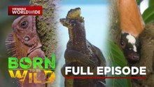 Wildlife Rarely Seen in the Provinces (Full Episode) | Born To Be Wild