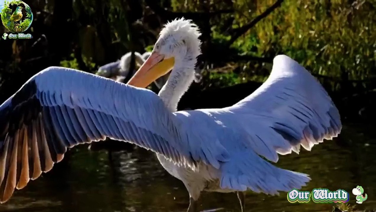 Fascinating Pelikan
