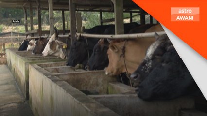 Persiapan bekalan daging Ramadan, Aidilfitri sudah bermula - Mohamad Sabu