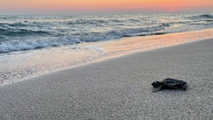 Antalya'da yarım milyona yakın caretta yavrusu denizle buluştu