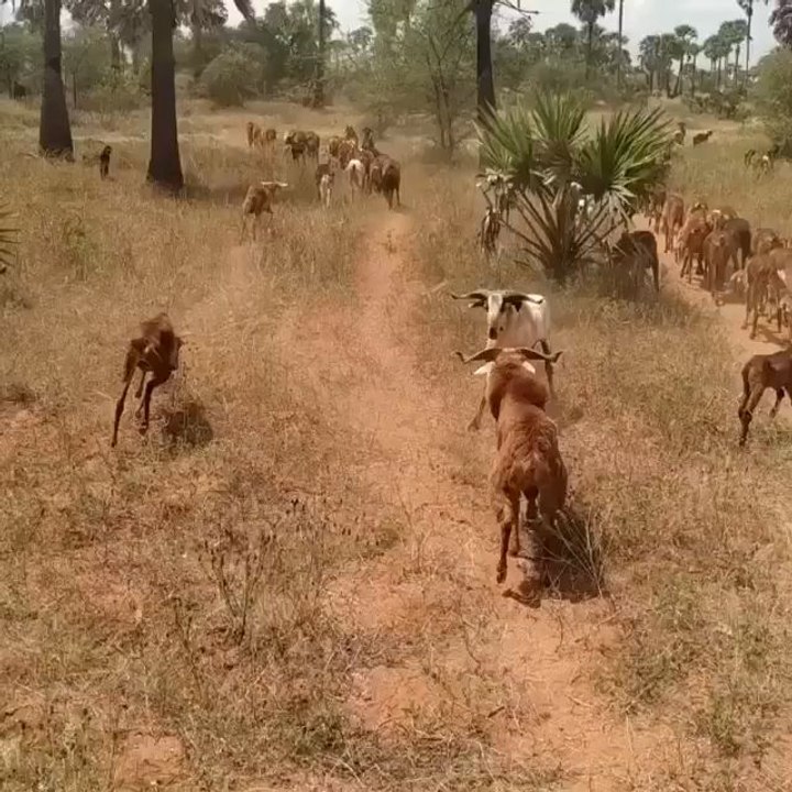 Jungle Goat 🐐🐐🐐🐐 fighting