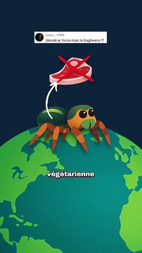 La seule araignée végétarienne ! #araignée #végétarien #carnivore #nature #animaux